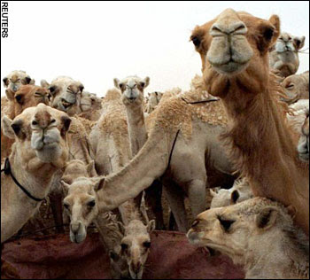 camel-Judges+look+for+big+eyes+and+long+necks.jpg