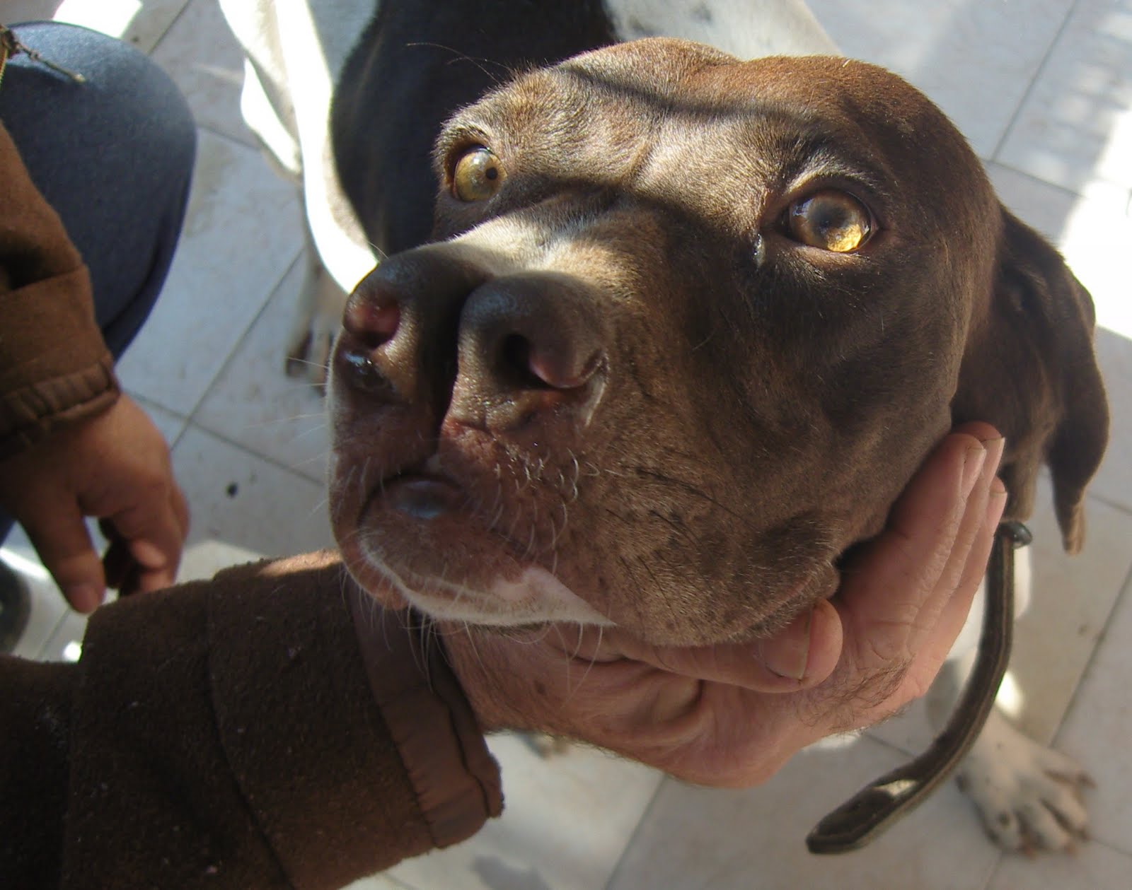 Tarsus Çatalburun Av Köpekleri Tarsus Çatalburun Av Köpeği