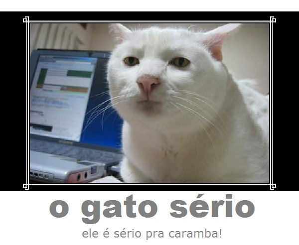 O Gato Sério