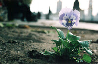 A pansy from the Pansey Project