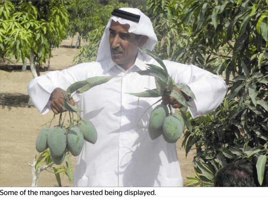 When mangoes bear fruit in the Gulf Arabian desert Raslaffan, Qatar