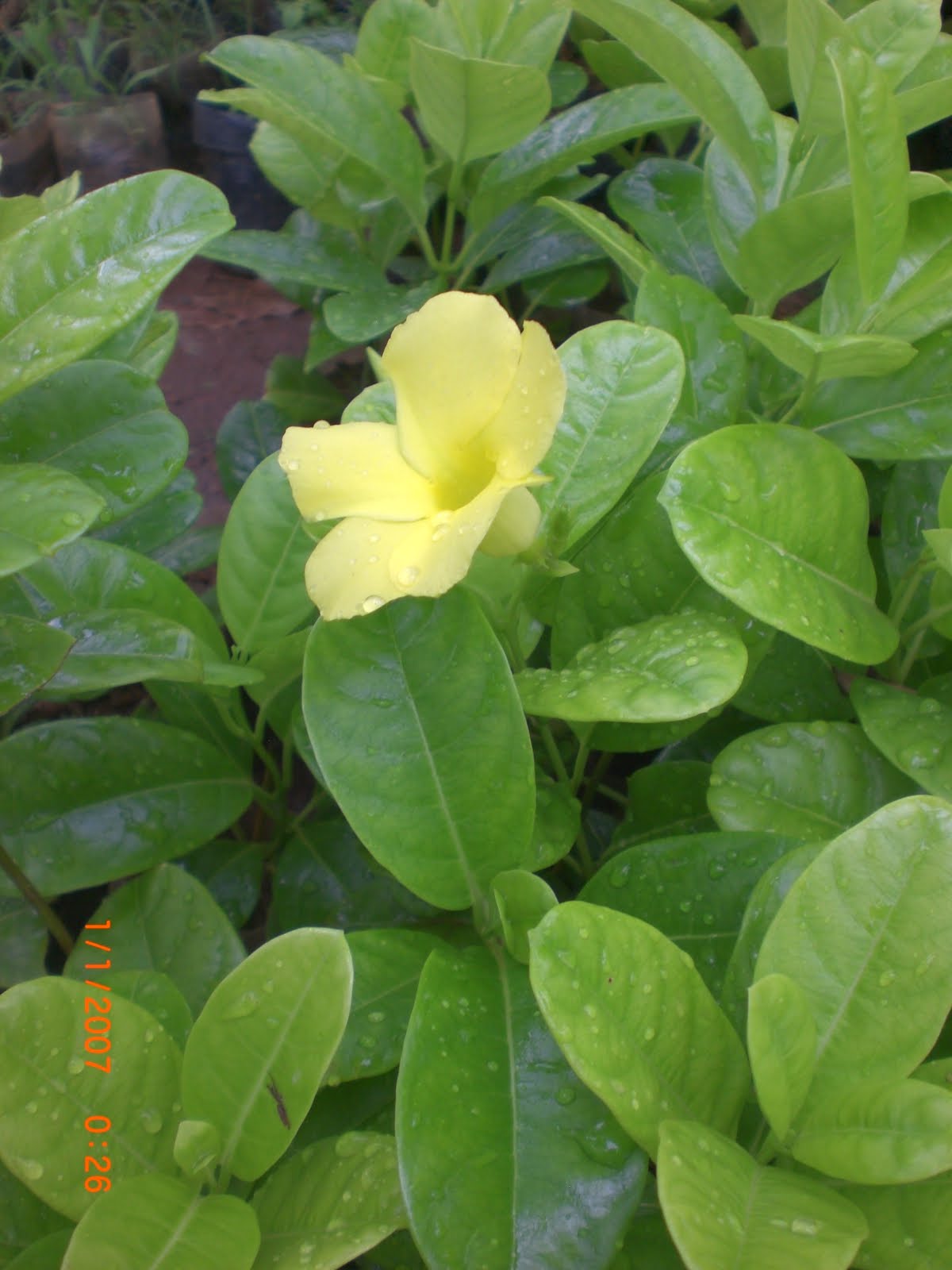 Crotons World Mandevilla creeper Yellow Buy Plants in Chennai India