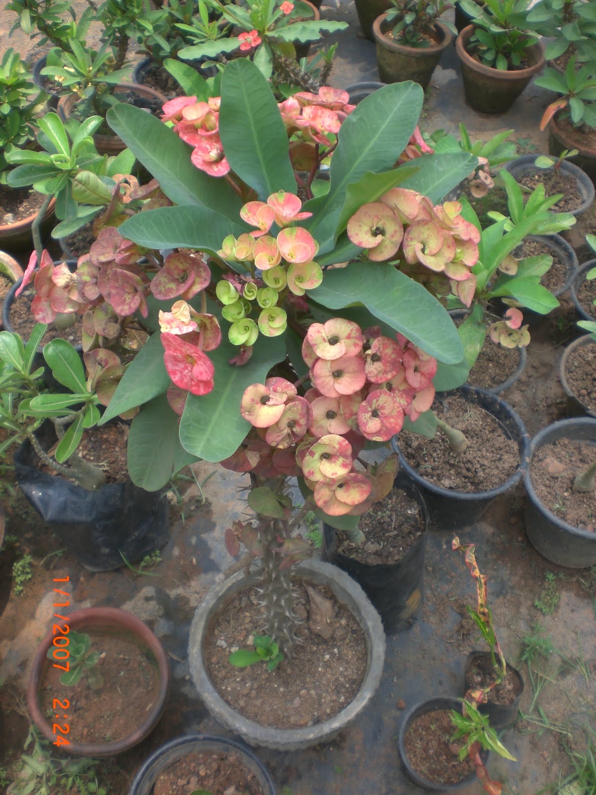 Crotons World Euphorbia Plants Buy Plants in Chennai India