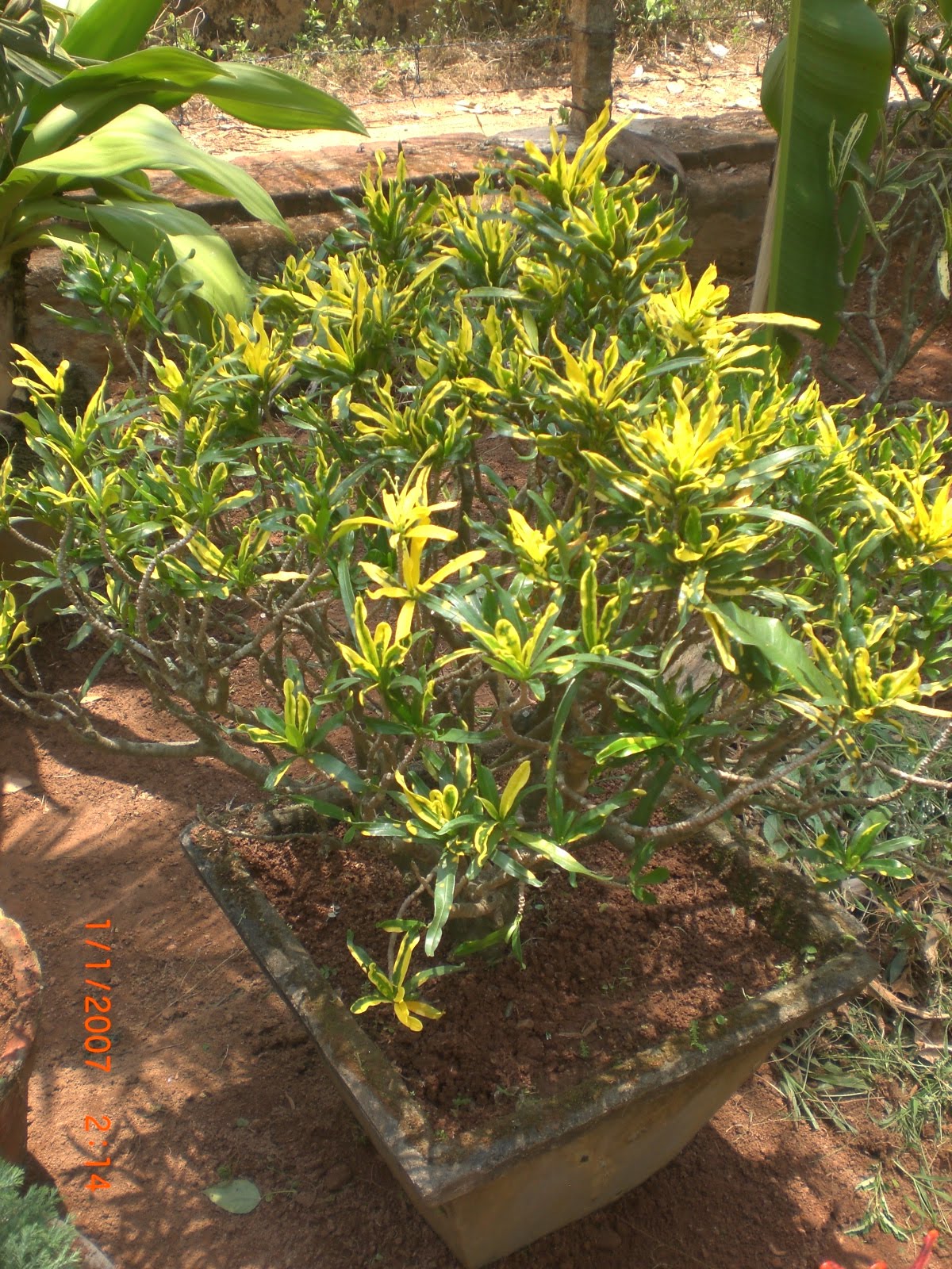 Crotons World Croton Plants Buy Plants in Chennai India