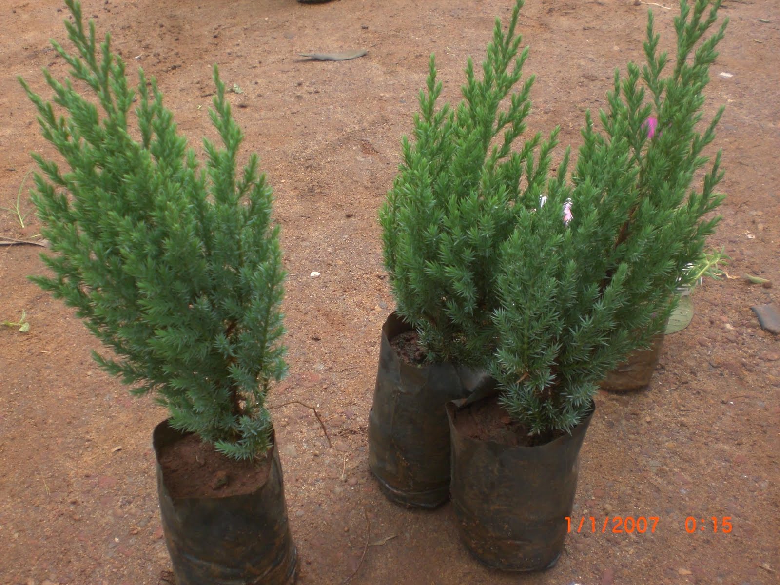 Crotons World cypress plant Buy Plants in Chennai India