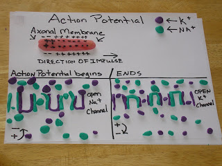 Jason's Human Bio Blog: Major Lab, Unit 3