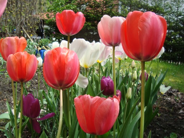 Quote About Tulips : Much Wisdom To Gain From The Experiences Of Others