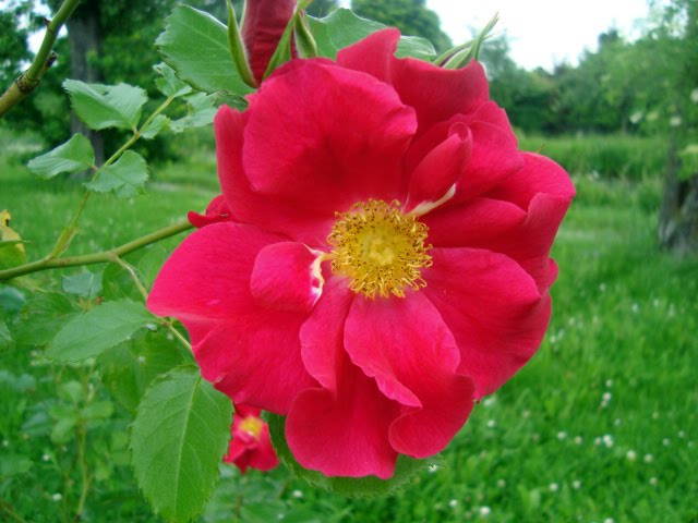 [93+] Shrubs Quotes Gratuit