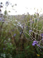 Garden Spider on asters