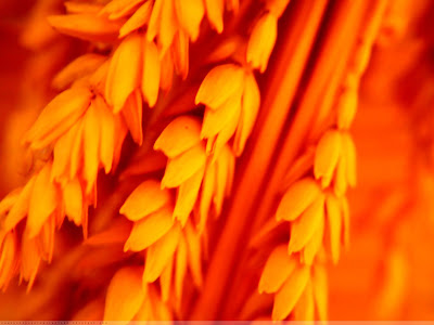 Hudson Gallery: plant wallpaper