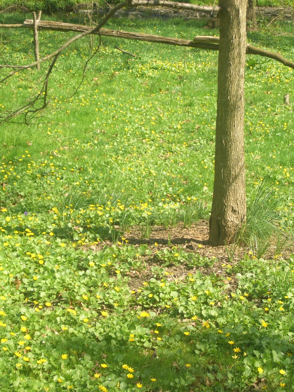 Urban Almanac: Observations of Nature in Philly: Invasive Plants in ...