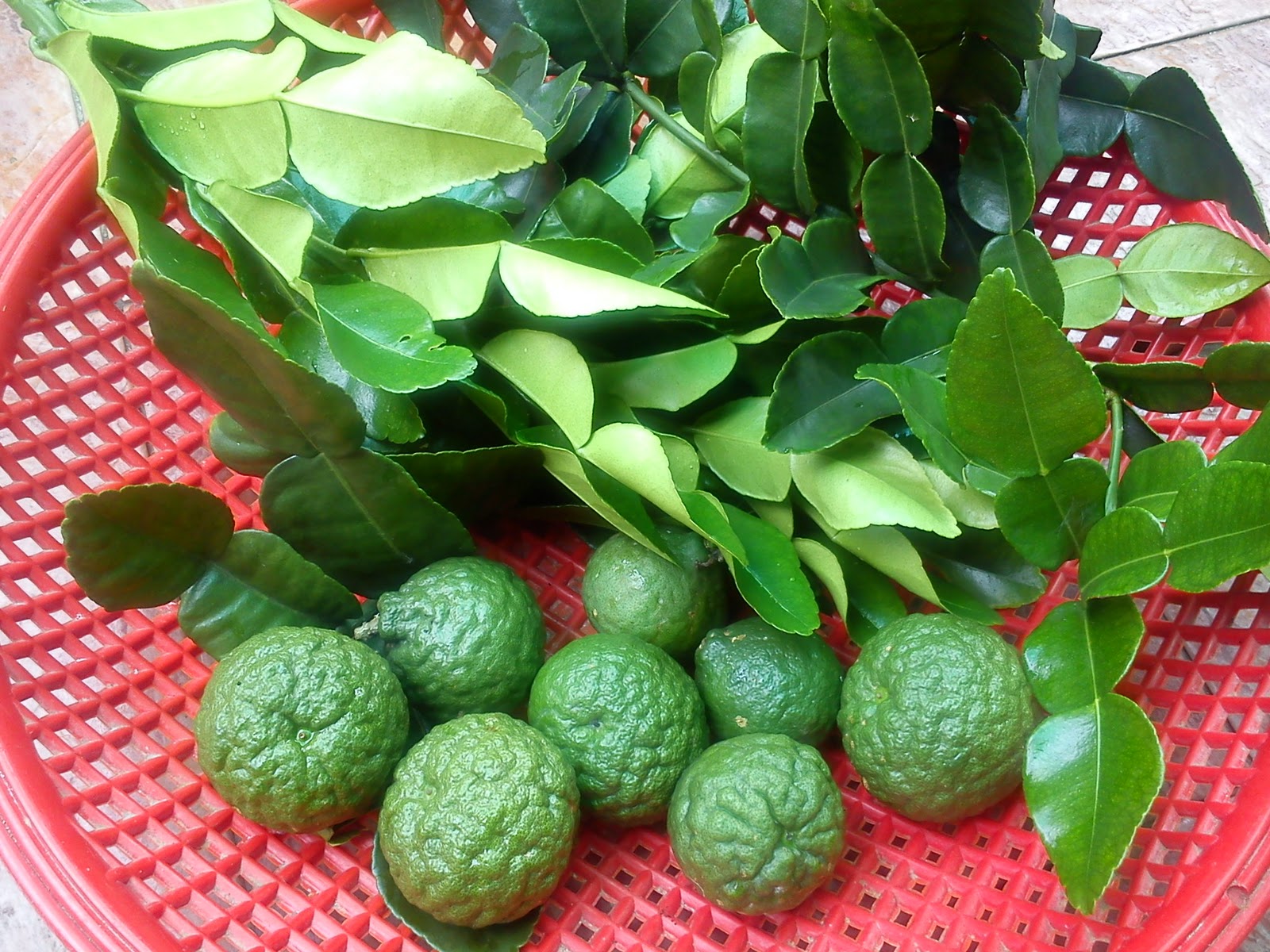 Impiana Iman Limau purut dah lebat berbuah...