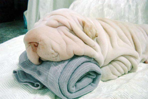 towel-dog-sharpei_00.jpg