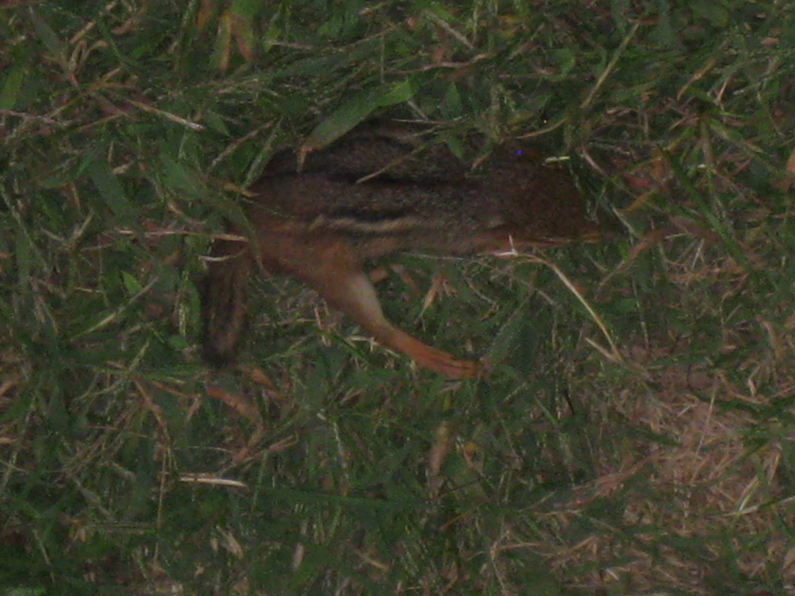 A Modest Garden: The Death of a Chipmunk