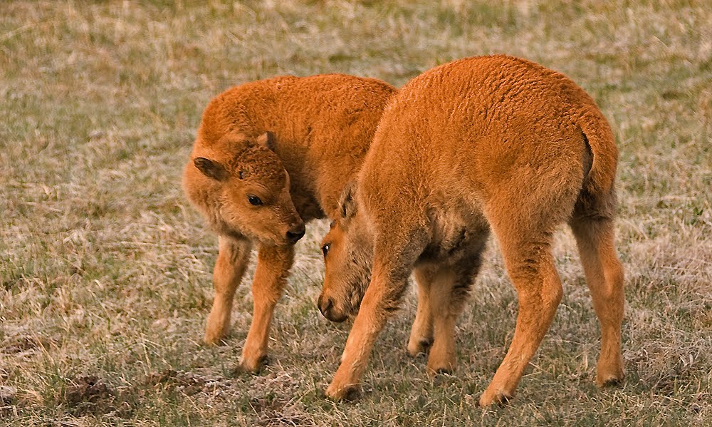 Wyoming Photos Buffalo calves