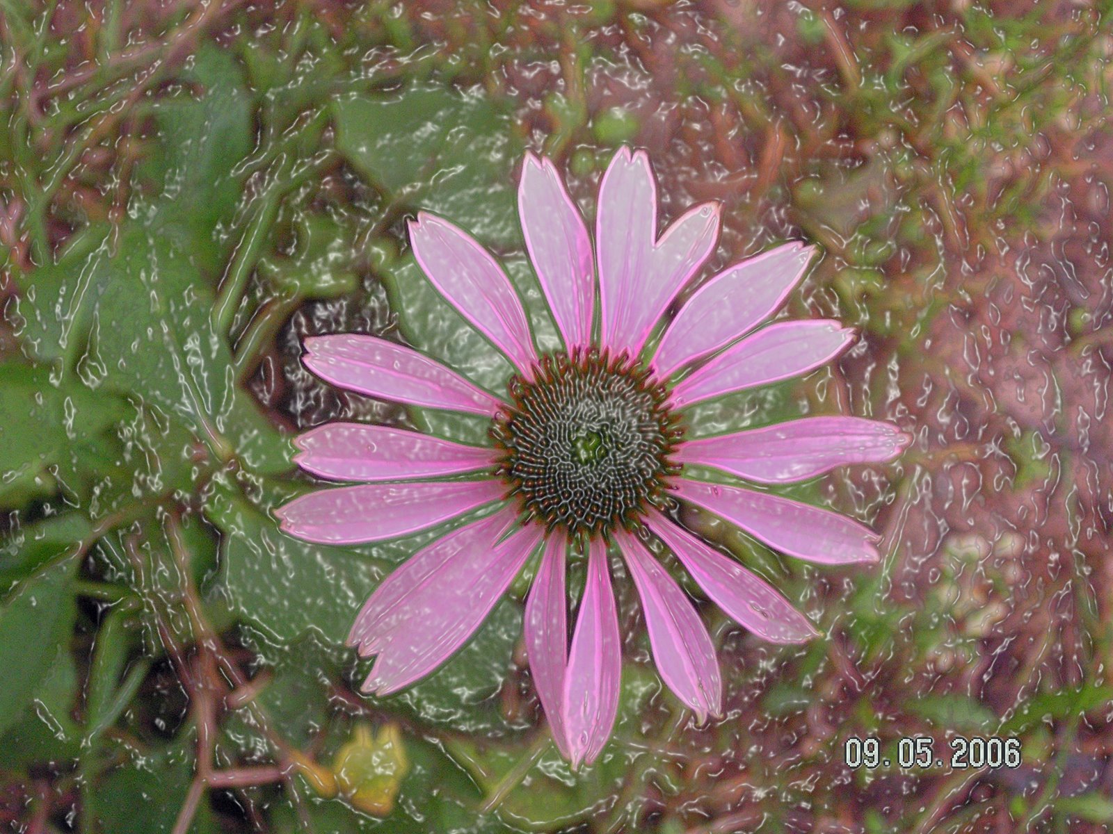 [plastic+wrap+pink+flower.jpg]