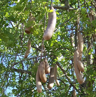 South African Photographs: The Sausage Tree (Kigelia africana)