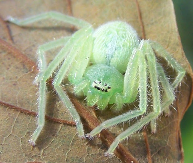 South African Photographs Arboreal Huntsman Spider Olios correvoni