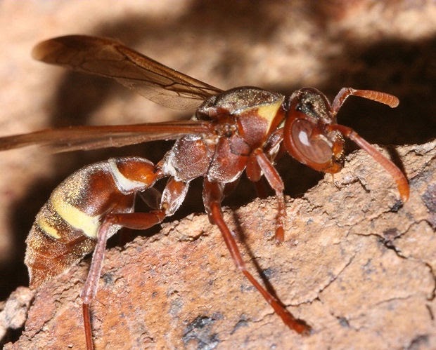 South African Photographs: A wasp - piece by piece (Polistes fastidiosus)