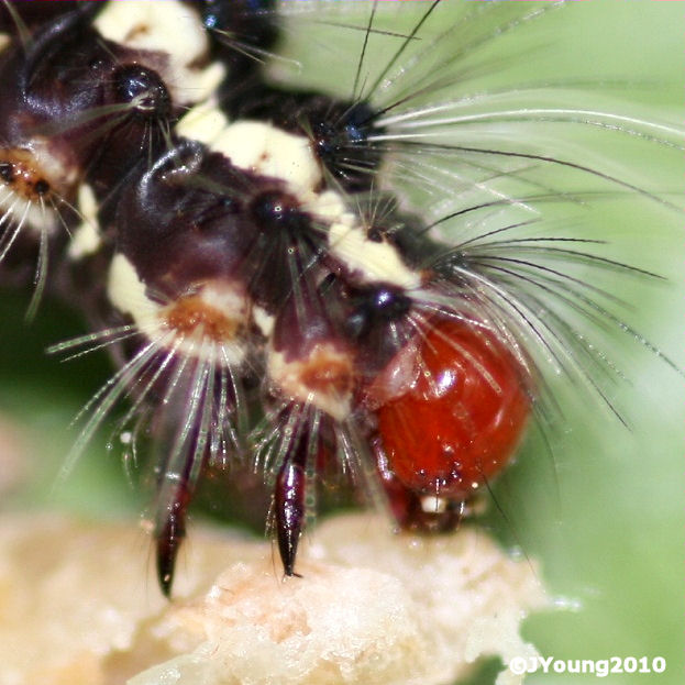 South African Photographs Caterpillar