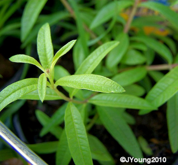 South African Photographs Medicinal herbs part 1