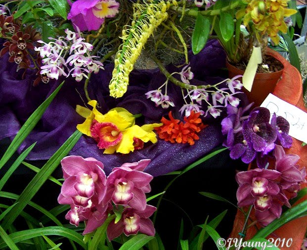 South African Photographs: Orchid Show - Part 1