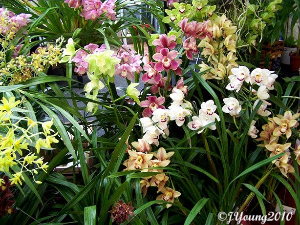 South African Photographs: Orchid Show - Part 1