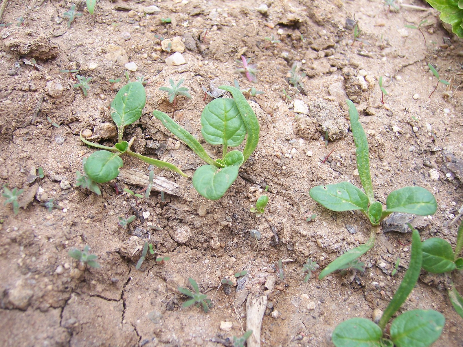 [spinach12409.JPG]