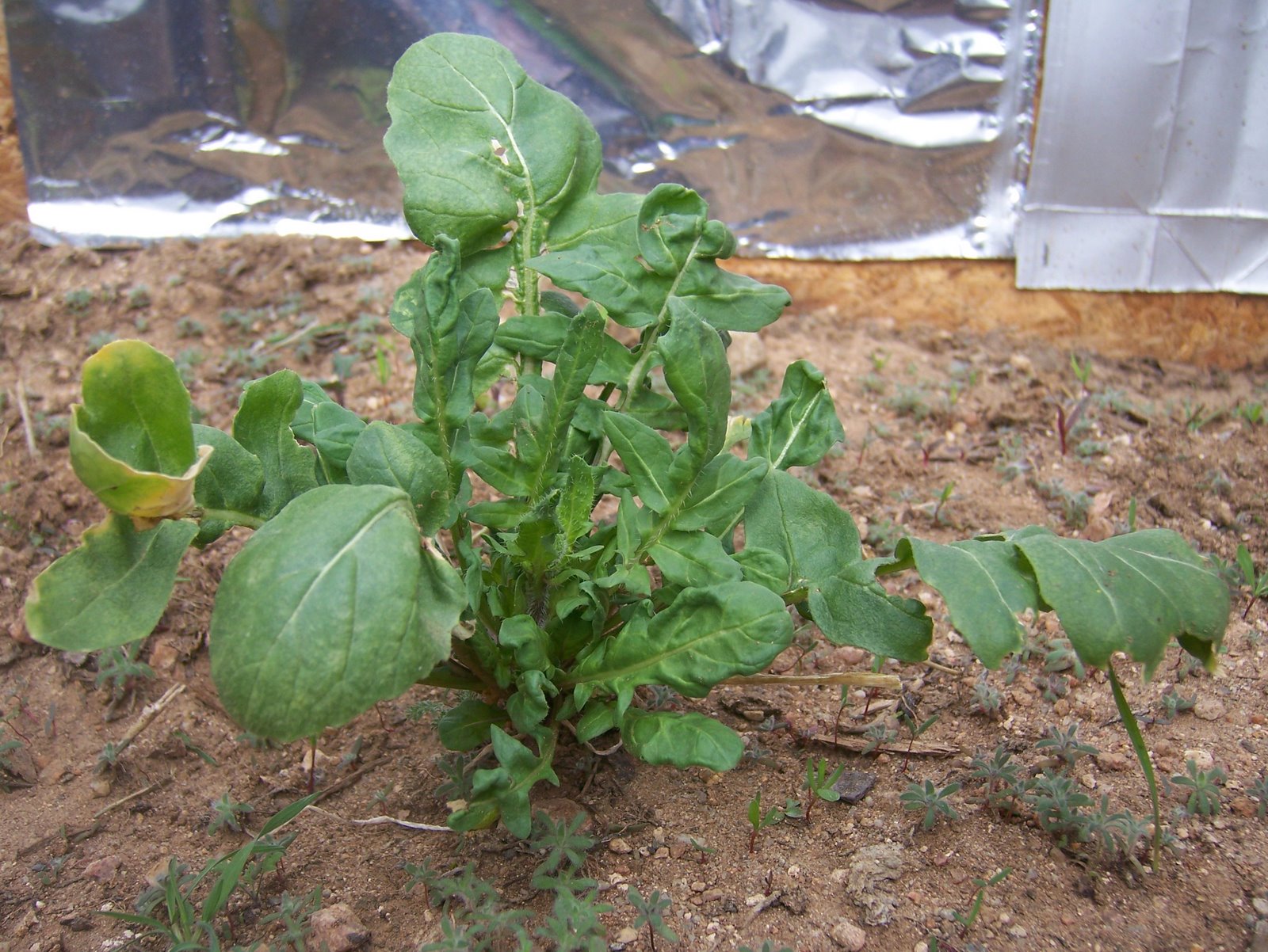 [arugula12409.JPG]