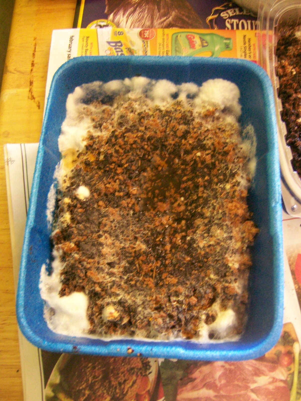 [oystermycelia.JPG]