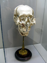 Sweet skull anatomy