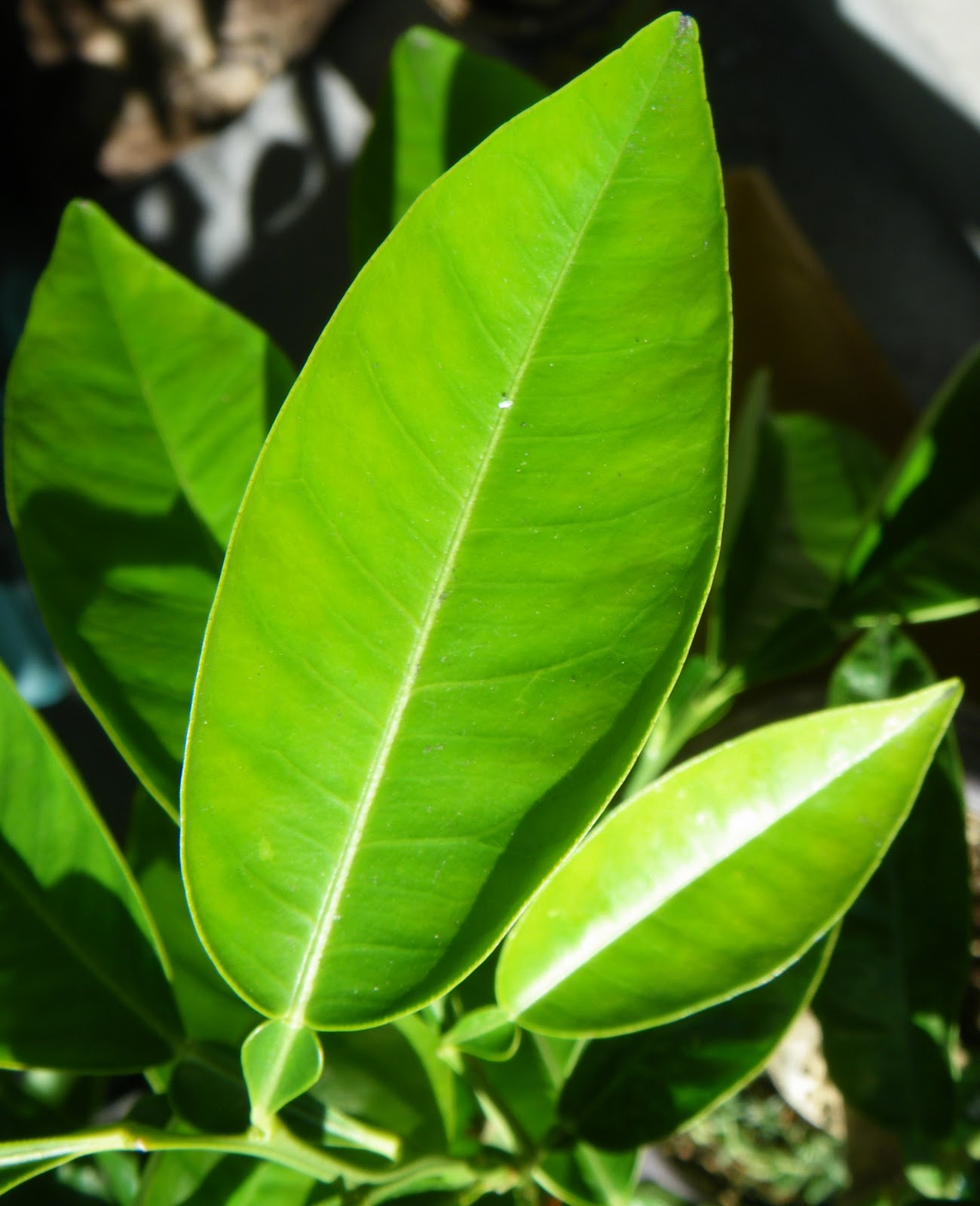 Top 91+ Images what does a lemon tree leaf look like Stunning