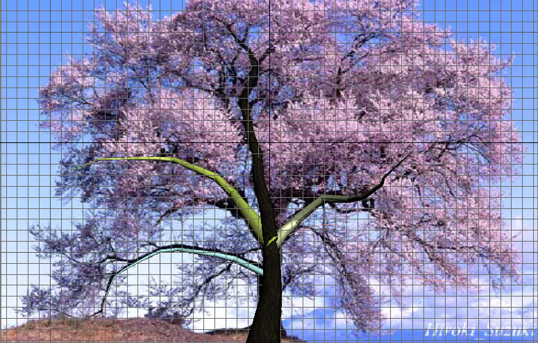 Координаты сакуры. Раноцветущие деревья. Сакура в полный рост дерево. Цветущее дерева стилизовано. Цветущее корявое дерево.