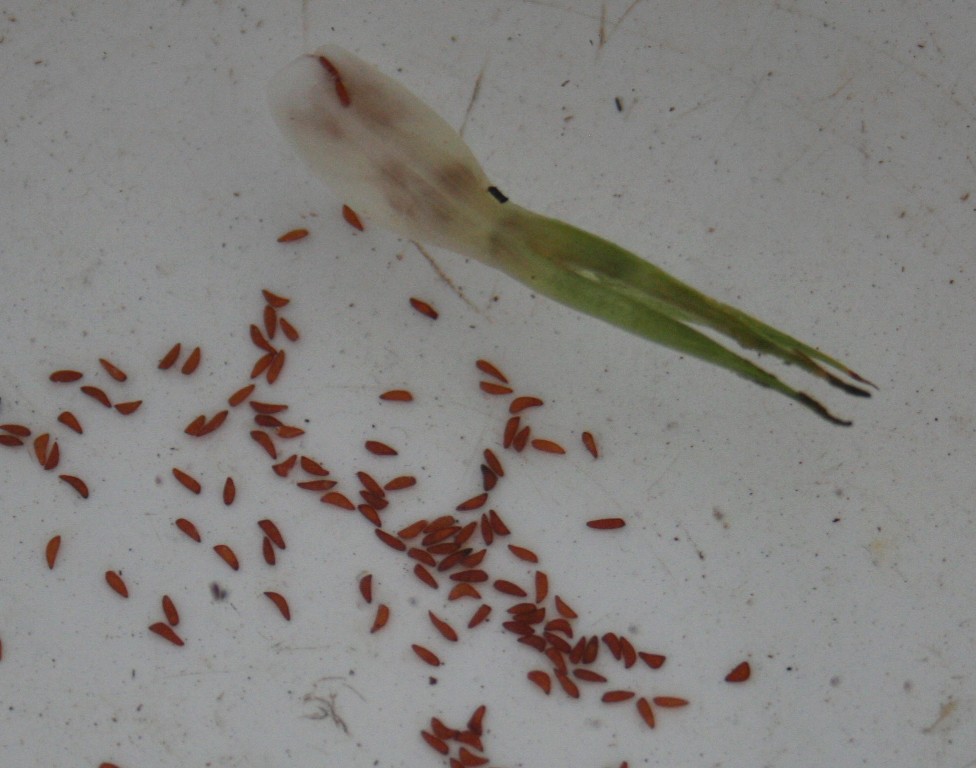 Bromeliad Growing Tips 2 Bromeliad Growing Tips by Brookreflections