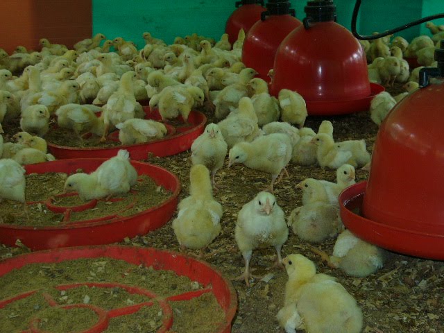 Pollo levantado