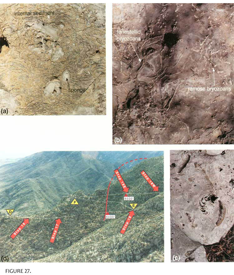 A Walk in the ParkGuadalupe Mountains Fossils