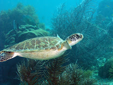 Joe's Bonaire Photos - A passion of his.