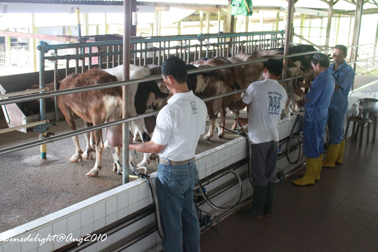 Wen's Delight Hay Dairies Farm A Pictorial