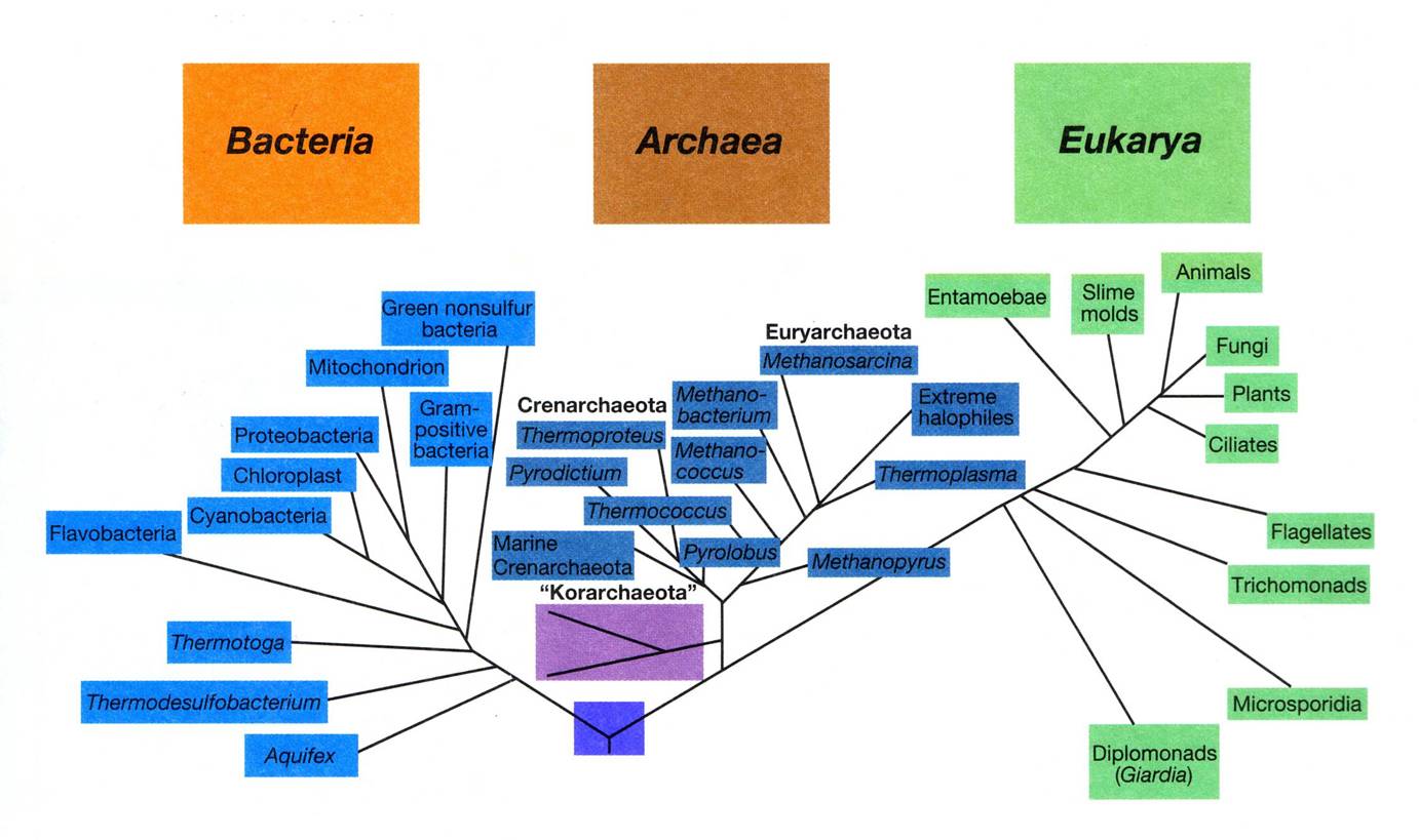 Tópicos Selectos Microbiología Taxonomía