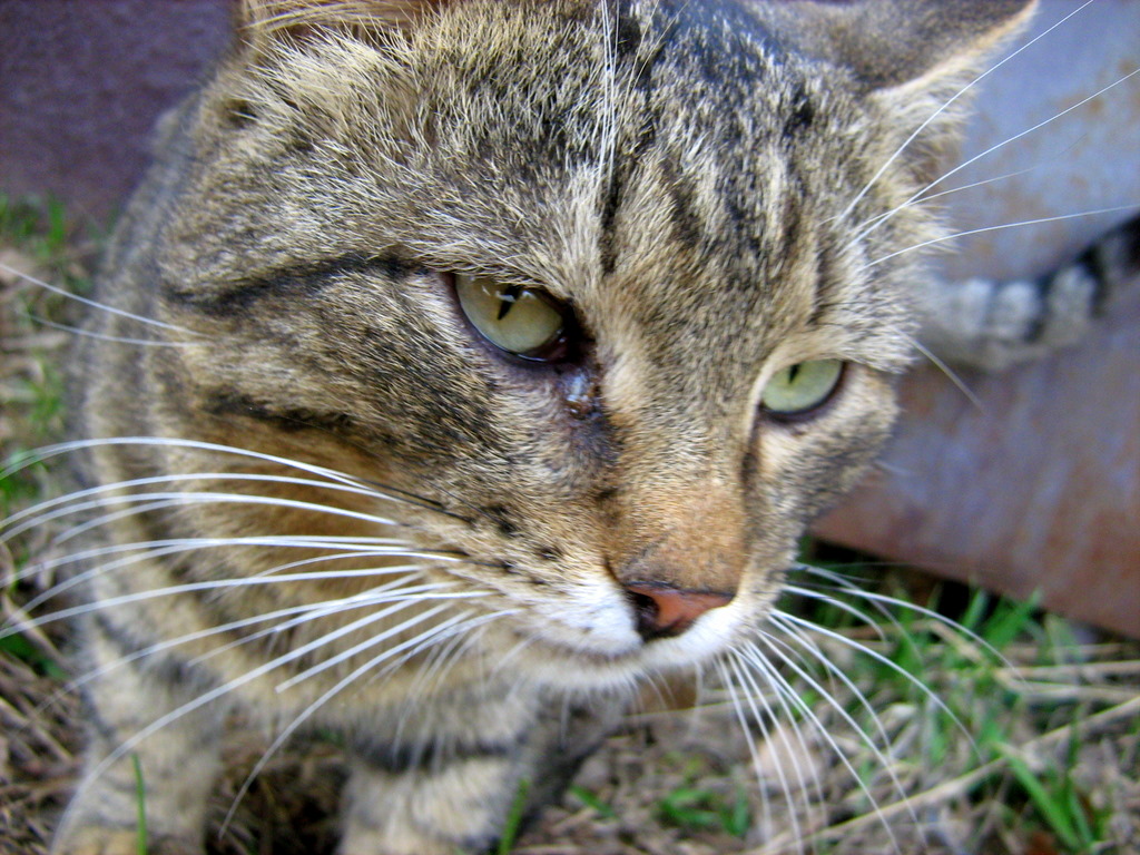 SadEyed Brown Mackerel Tabby Old Cat — Russian Cats Pictures