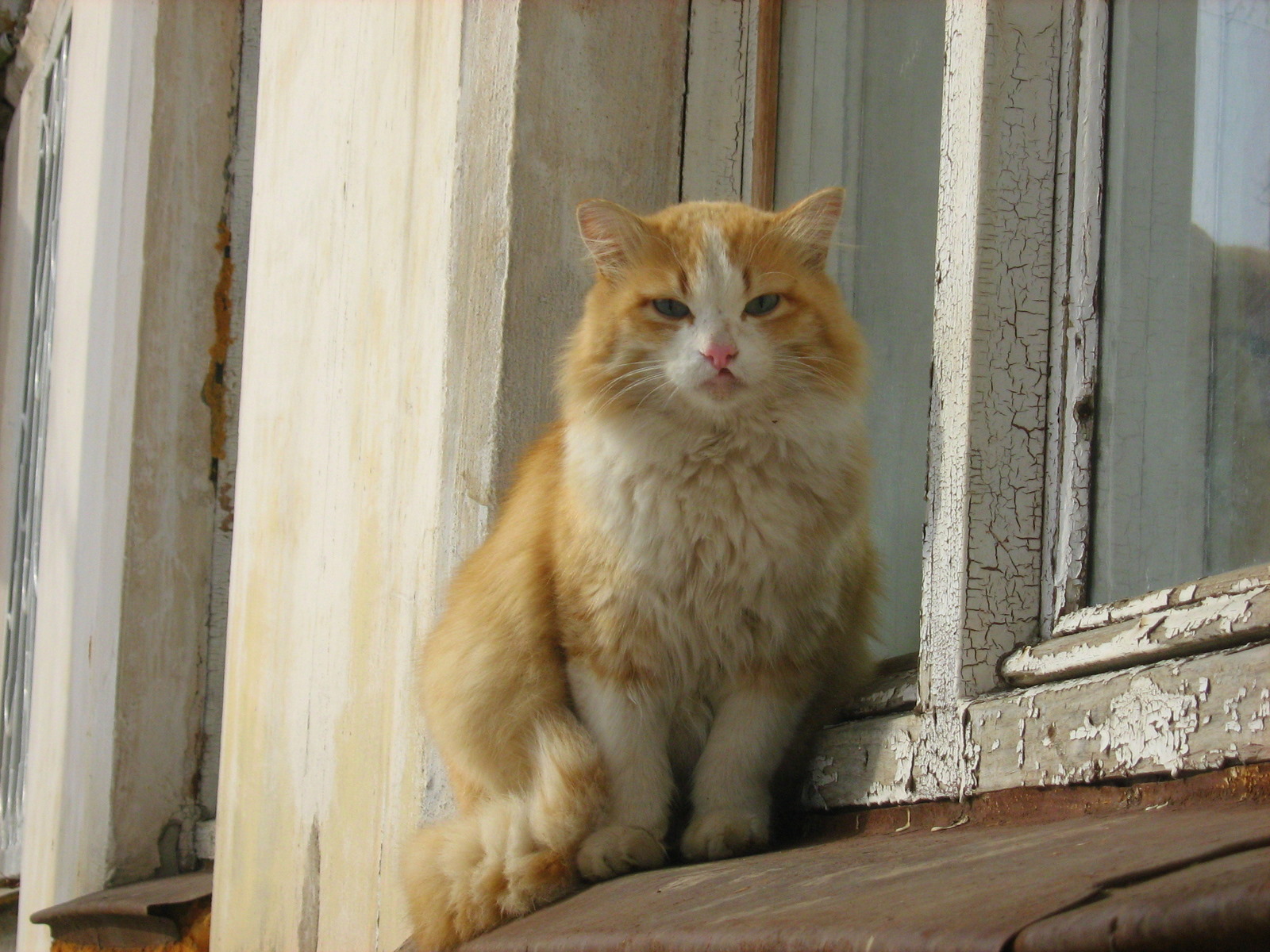 AzureEyed GingerWhite Cat — Russian Cats Pictures