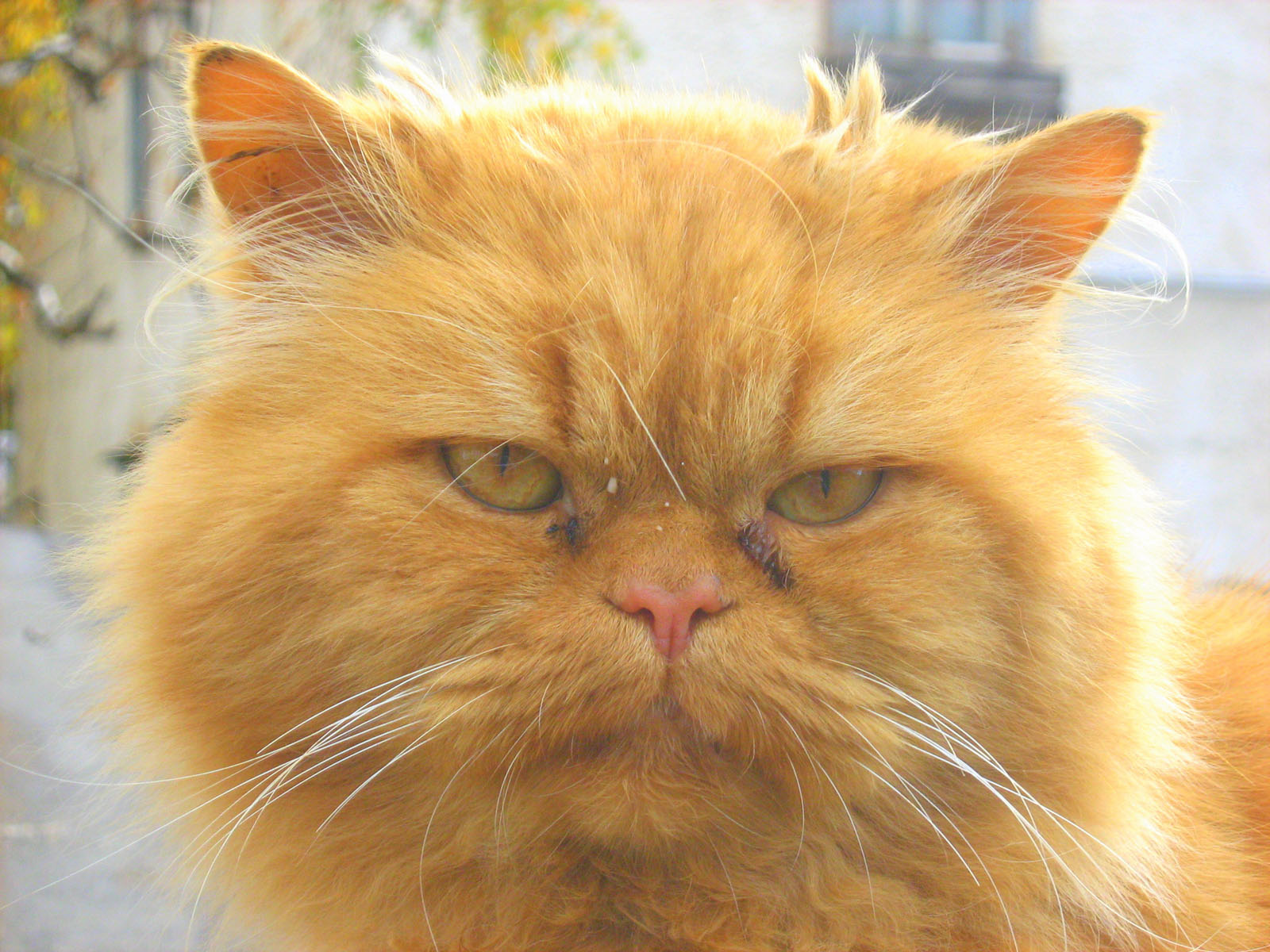 Ginger FatCat — Russian Cats Pictures