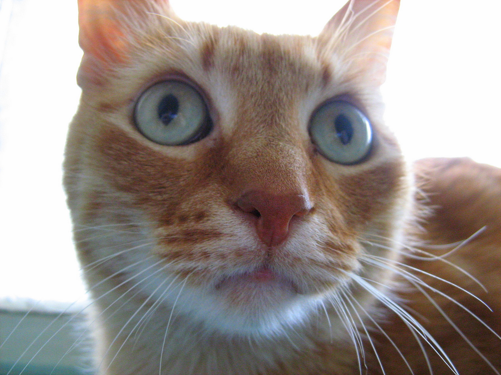 SkyeyEyed Ginger Kitty — Russian Cats Pictures