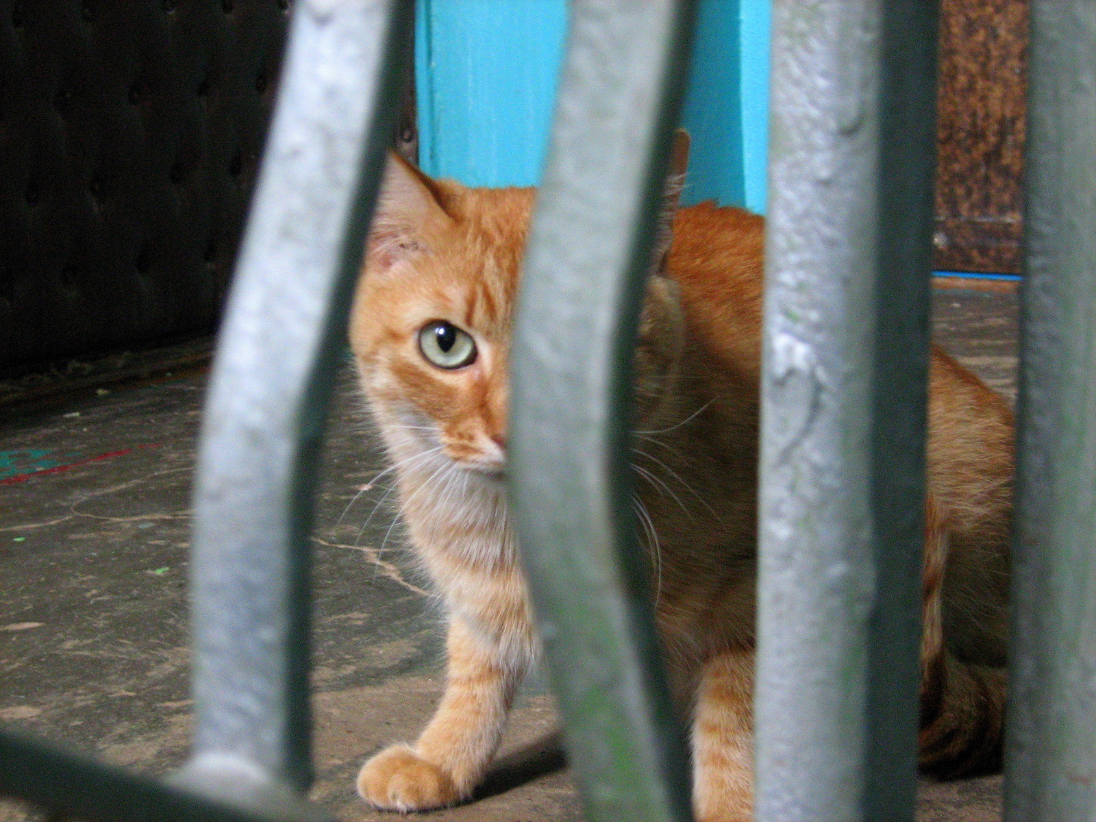 SkyeyEyed Ginger Kitty — Russian Cats Pictures