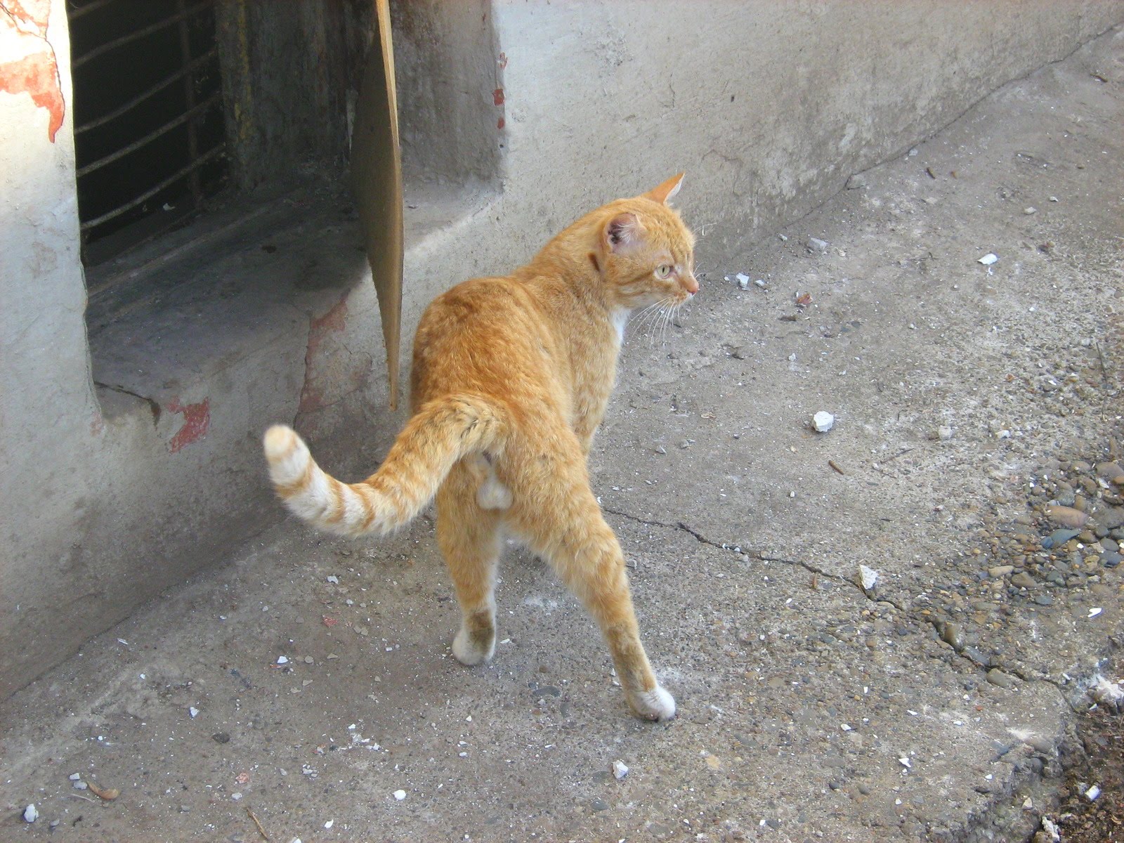 FireRed YellowEyed Cat — Russian Cats Pictures