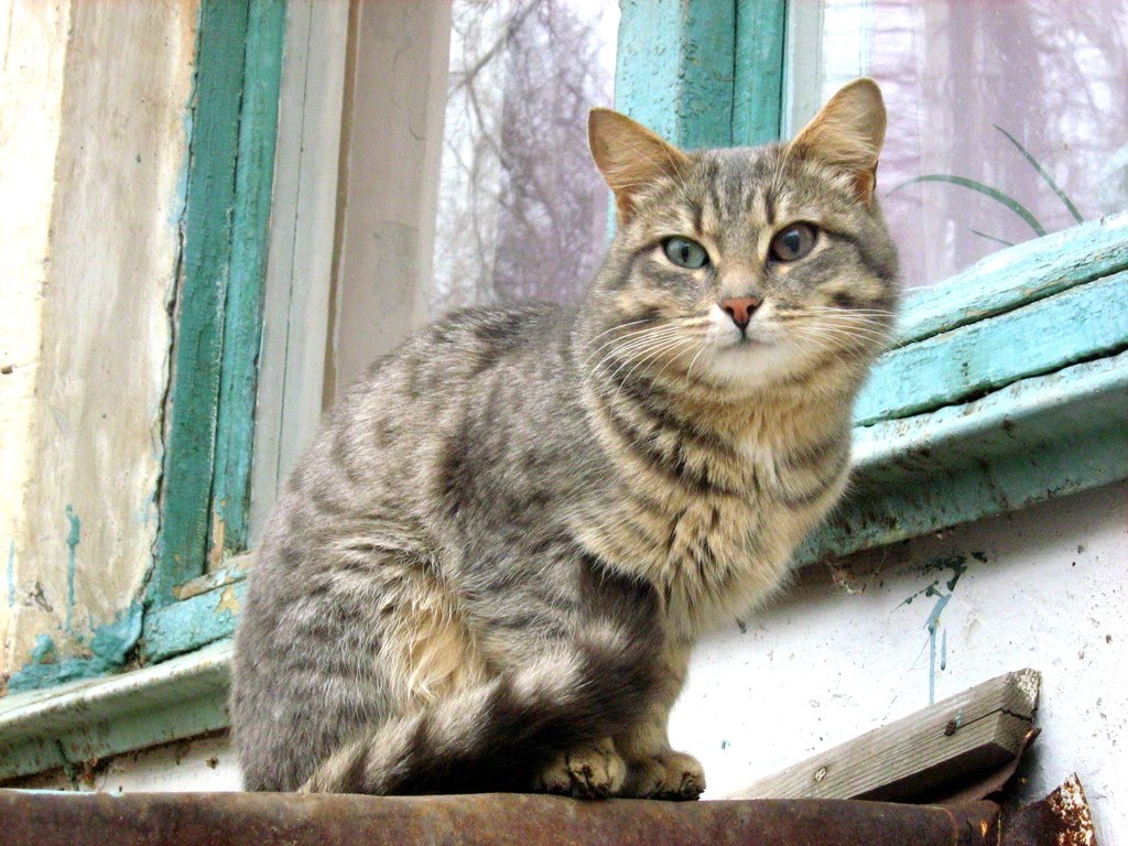 DifferEyed Blue Mackerel Tabby Kitty — Russian Cats Pictures
