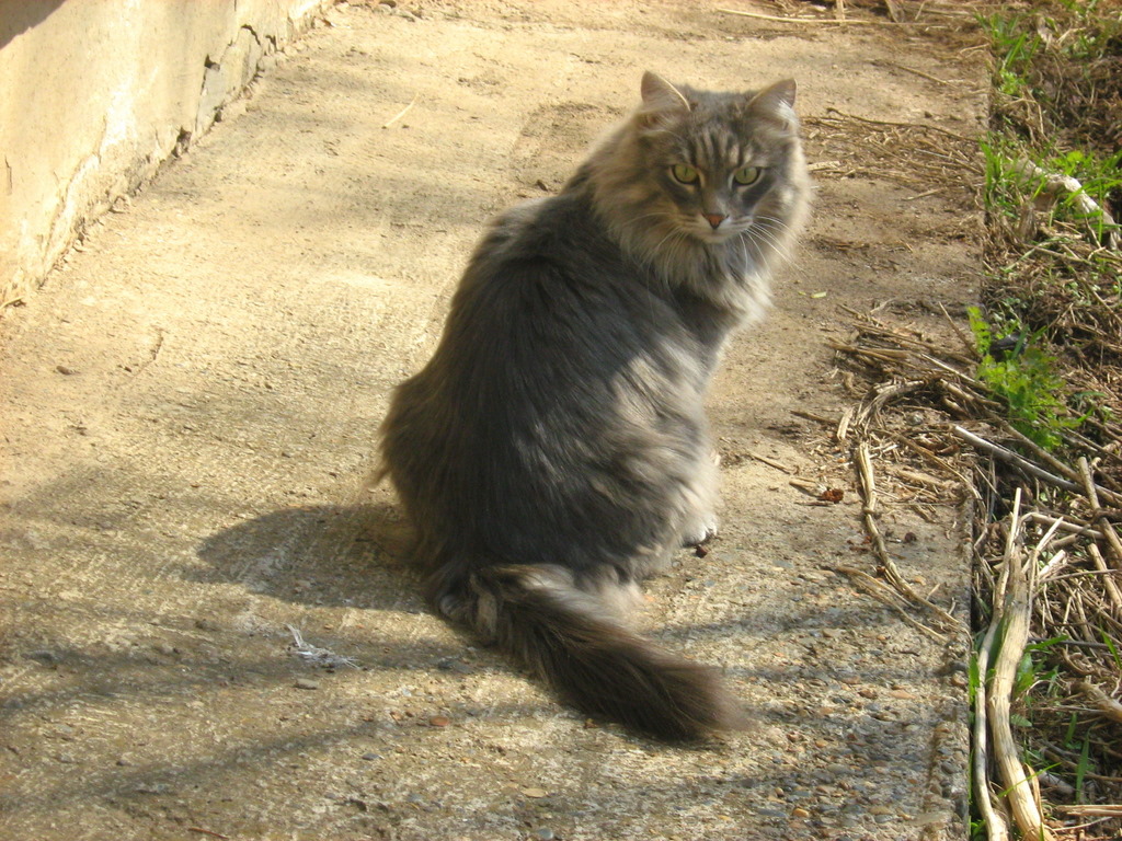 Russian Cats Pictures: Long-Haired Smoky Cat