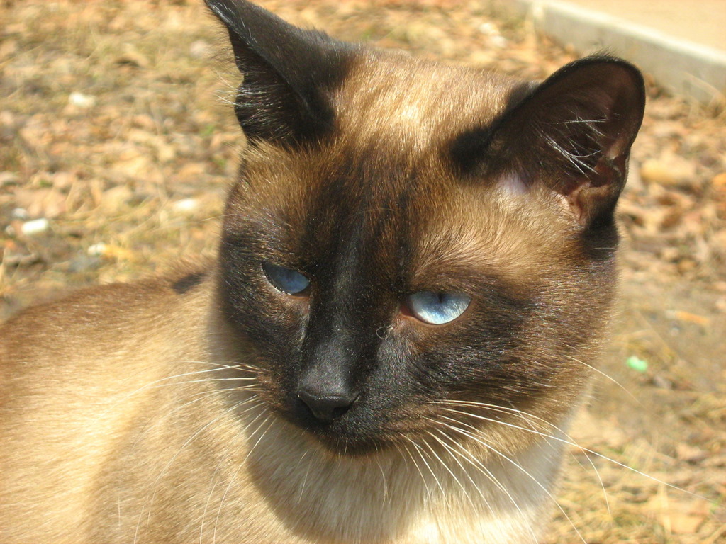 тайская кошка потемнела. тайский кот в квартире. сил-пойнт (seal-point). тайские коты потемневшие. тайский кот коричневый.