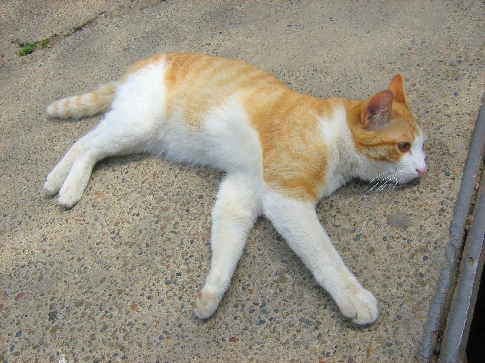 Young Ginger Kitten — Russian Cats Pictures