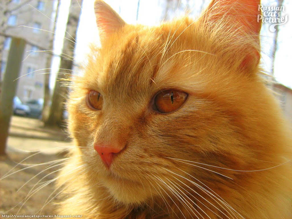 RedEyed Red Mackerel Tabby Sad Cat — Russian Cats Pictures
